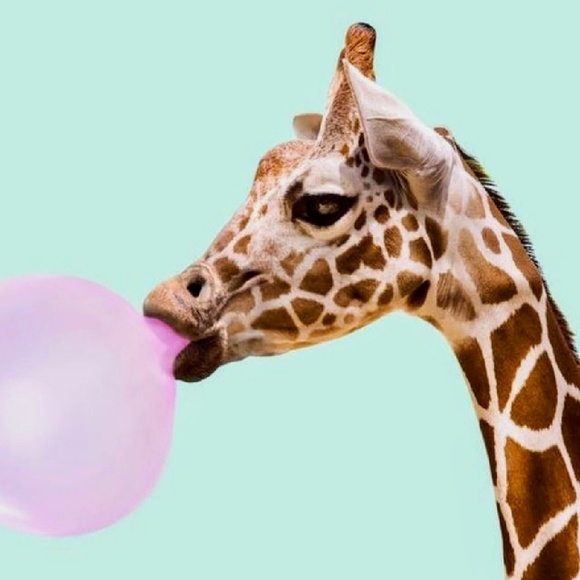 Meet your Posher, Miranda - Picture 1 of 1